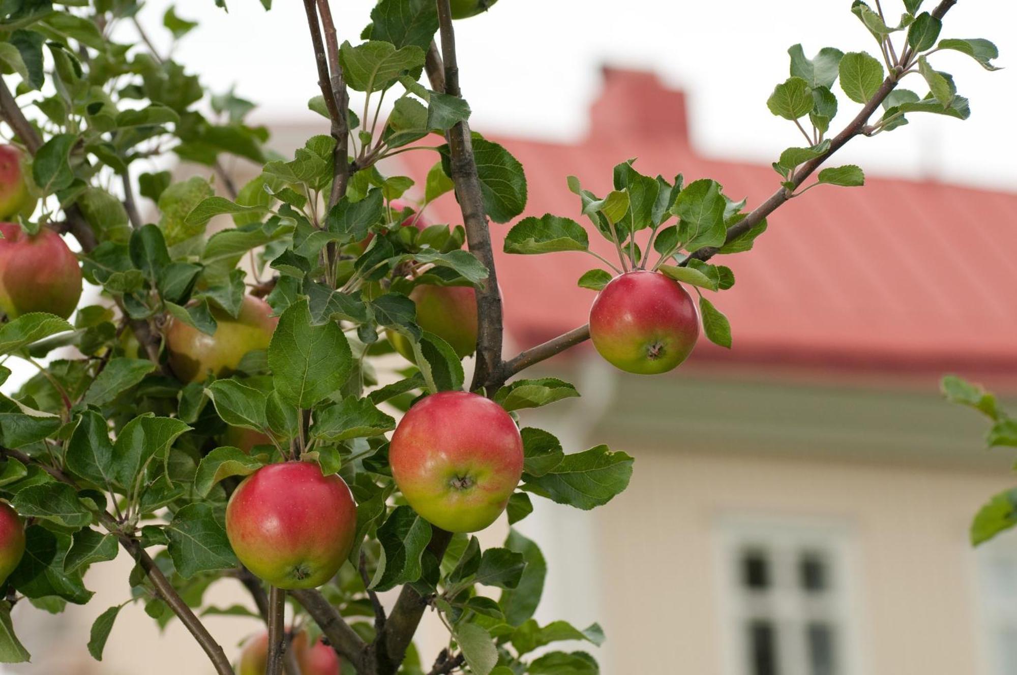 Stiftsgarden Hostel Шеллефтео Экстерьер фото